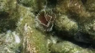 Feather Duster Worm