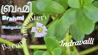 🌺ബ്രഹ്മി🌿Bacopa monnieri🌺Brahmi🌿Kerala&rsquo;s Memory Herb in Water and Word🌺