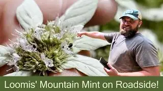 Loomis' Mountain Mint and The New Inaturalist App!