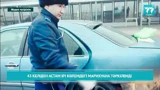 43 КЕЛІДЕН АСТАМ ІРІ КӨЛЕМДЕГІ МАРИХУАНА ТӘРКІЛЕНДІ
