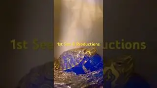 Interesting animals in the world #shorts #animals #reptiles Semiaquatic turtle 🐢 ??