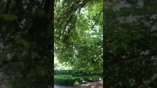 Miss Fairy Irish Dancing