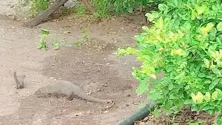 Mangoos 🦔🦔 Masti #amezing #birds garden #video