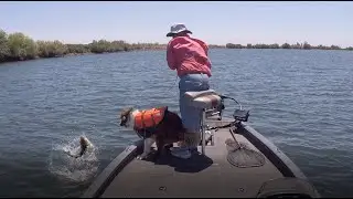 California Delta Mid-July Bass Fishing Report and a Seven Pounder