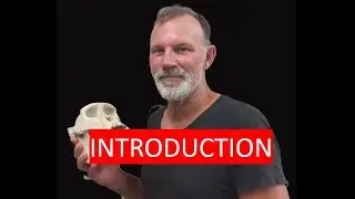 Introduction to RealPaleontology