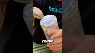 Extrayendo veneno de una cobra real😱#shorts