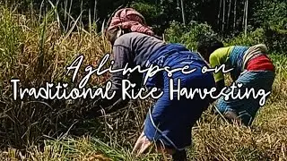 Traditional Rice Harvesting #climatechange #agriculture