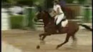 Hunter /  jumper horse for sale 