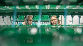 A closer look: How zebrafish are making big waves in cell biology research