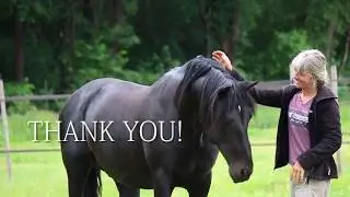 Training at liberty with Spanish stallion