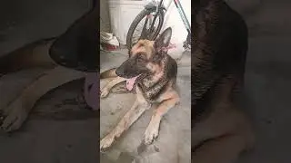 kitna gora ho gya bhae #comedymove #funny #xog #germanshepheard  shorts