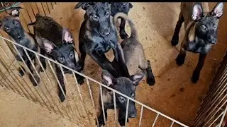 Xuất đàn chó malinois béc bỉ khung ngọng to cao vacxin ba mũi hàng 9-11kg