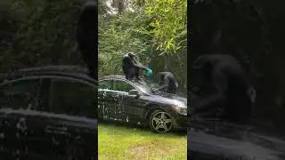 Monkey Car Wash😉🤭🤭🤭