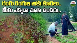 ఇటువంటి ఆకు కూరలను మీరెప్పుడు చూసుండరు|You've never seen such leafy greens anywhere-ABN Agri#farmer