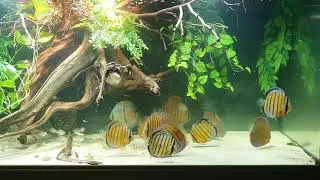 Wild Discus Tank 1120 L