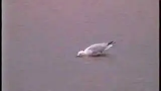 Slender-billed Gull