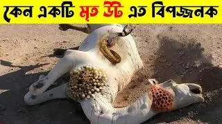 মৃত উট দেখলে ওই স্থান থেকে দৌড়ে পালন | Why Camel Is Not Good ! Advut Tv