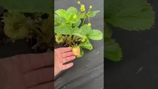daroyal strawberry frigo plants. one month old. Latvia