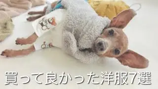 愛犬を愛する飼い主が本当に買ってよかった洋服７選【ミニピン／保護犬】