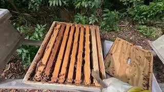 Bathsheba Bee Yard Inspection - Challenges - December 27 2025