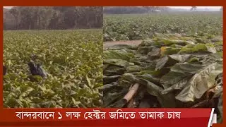 বান্দরবানের ৮০ শতাংশ কৃষি জমি তামাক চাষের দখলে 24Jan.22 | Bandarban | Tobacco