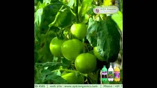 Tomato Online Farmer Mr. Yoganandhan giving feedback about our Products