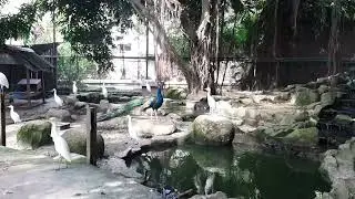 Penang's Bird Park