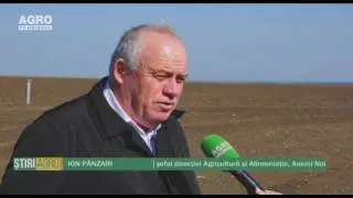 Au înverzit plantațiile de usturoi