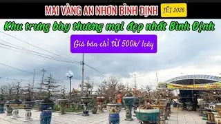 Mai vàng An Nhơn Bình Định - Gia Lai | Khu thương mại giá bán sỉ lẻ chỉ từ 500k/ cây.