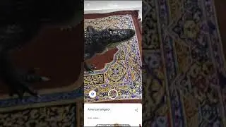 Alligator in my house | Google AR/VR animals in 3d AR|