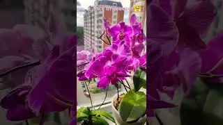 Уже отцветает моя красотка🤗 #flowers #relaxing#2025#обзор#plants
