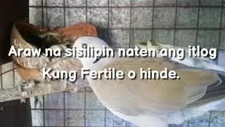 Ringneckdove pied x hybrid/egg to hatching
