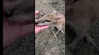 Do wallabye give kisses?