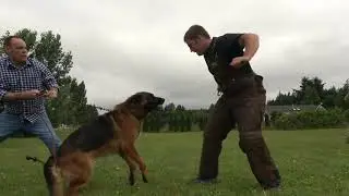Kraftwerk K9 German Shepherd - Natural Protection Instincts