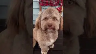 This dog has a human face 😨 #shorts
