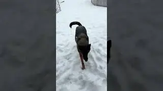 Мэри, пастушка: 