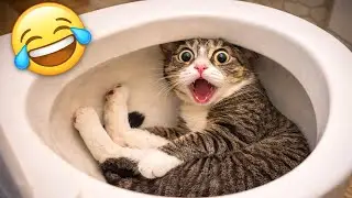 You Laugh, You Lose 😹 | Funniest Cat Videos 2026