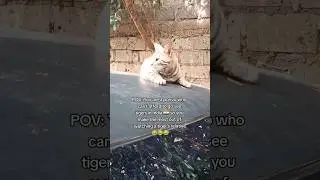 My little tiger 🐯 #cat #cutecat #tiger #funnycats #catlover #catmom #india #kenya #yvonneverse