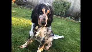 Ted the Cocker Spaniel - 2 Weeks Residential Training with Trainee