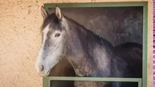 Pictures of the horse abandoned in Albatera - Easy Horse Care Rescue Centre