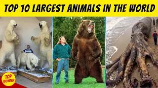 Top 10 Largest Animals in the World