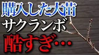【さくらんぼ】実を付けるための初心者でもできる剪定方法を教えます