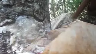 Berburu getah pohon damar (agatis) || Hutan rimba