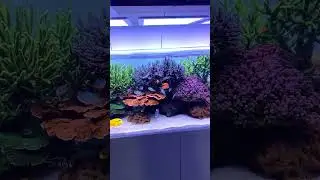 175 Gallon Crystal Clear Reef Tank! #shorts