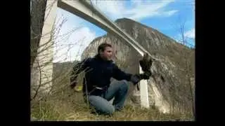 El vuelo del halcón peregrino