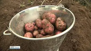 Social farming project helping participants boost confidence and improve wellbeing