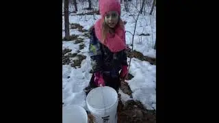 Life on Misty Acres Maple Syrup Story