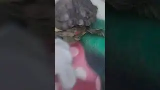 funny trend with turtle 🐢