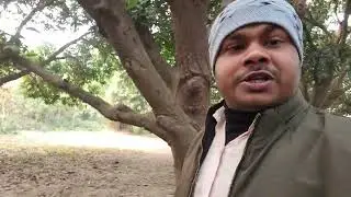 This is big garden of mango's tree #mango #garden 