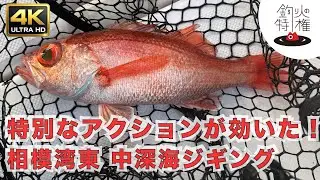 相模湾アカムツリベンジ！中深海ジギングで今年初アカムツ！釣れてた人のしゃくり方参考になるかも！ #湘南サニーサイドマリーナ